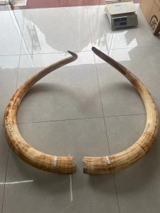 非洲象牙和猛犸象牙有什么区别?