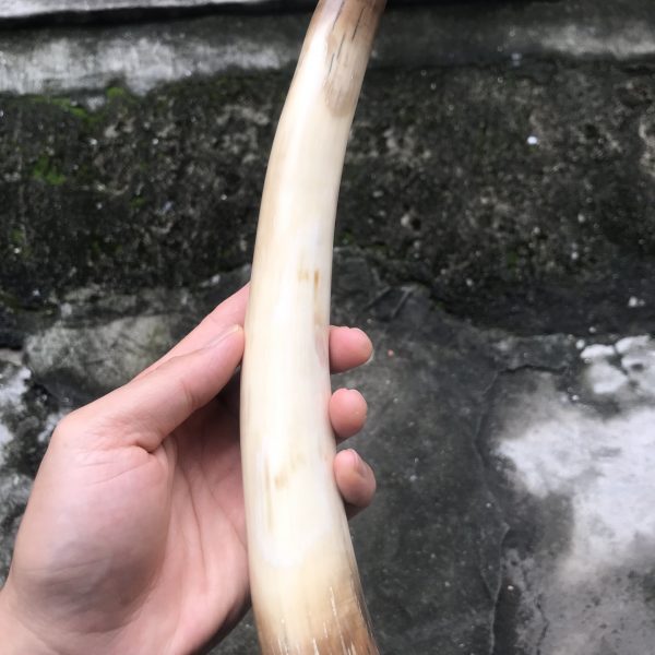 猛犸象牙牙摆去皮小材料摆件