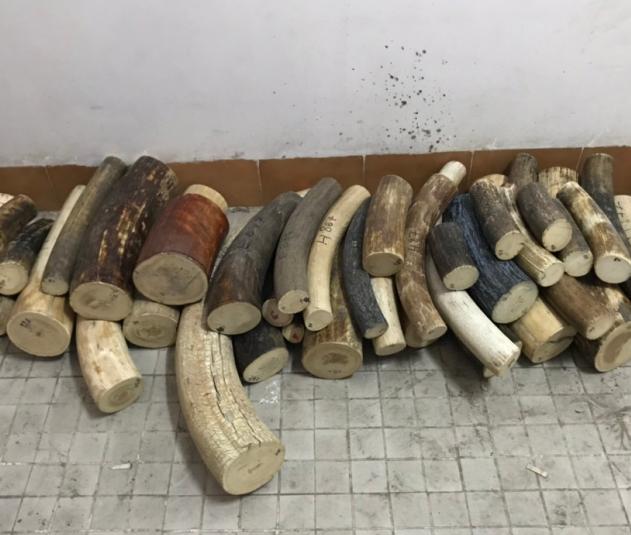象牙和猛犸象牙区别,收藏新手必读插图 象牙和猛犸象牙区别,收藏新手必读