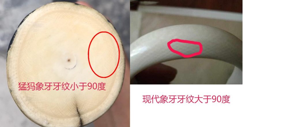 象牙和猛犸象牙区别,收藏新手必读插图3 象牙和猛犸象牙区别,收藏新手必读
