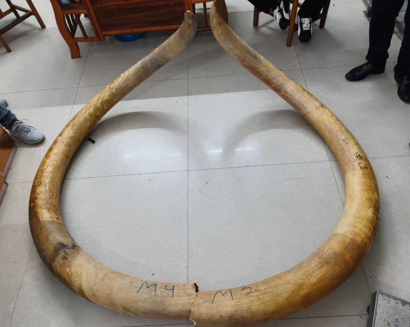 猛犸牙怕水怕汗么?其实一点汗反而能养出好包浆