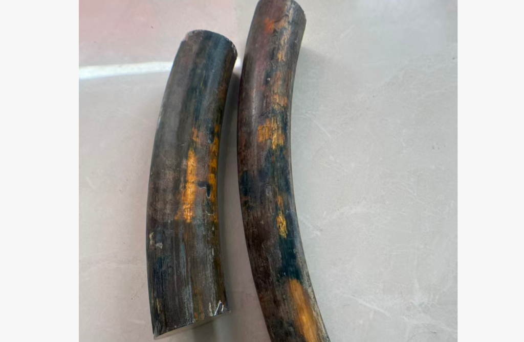 猛犸象牙是化石还是牙？一篇文章讲清楚猛犸象牙的真正来源