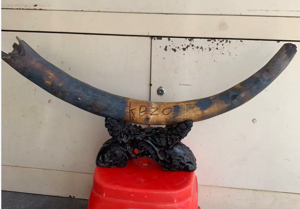 猛犸象牙是化石还是牙？一篇文章讲清楚猛犸象牙的真正来源