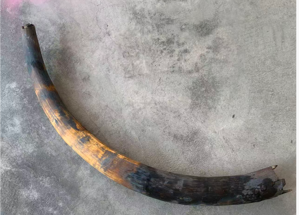 猛犸象牙是化石还是牙？一篇文章讲清楚猛犸象牙的真正来源