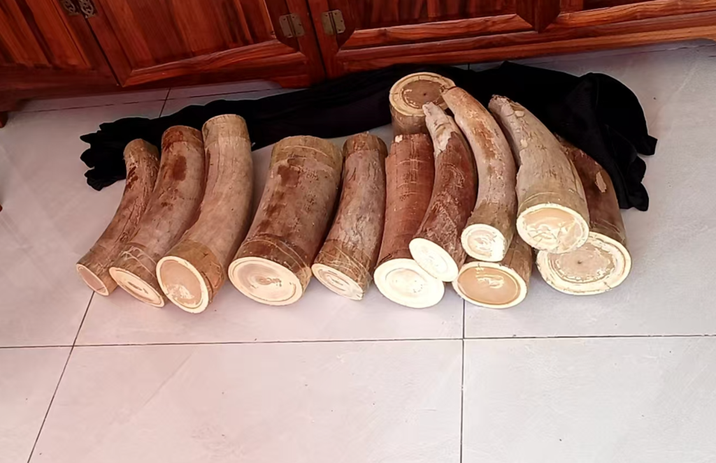 猛犸象牙是什么材料?为什么越来越多人喜欢它?