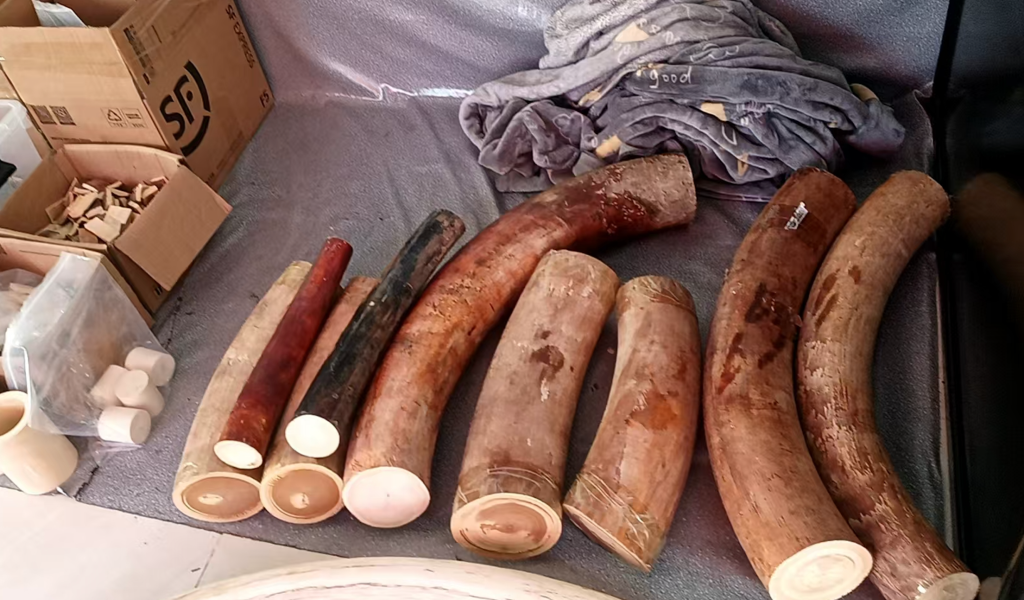 猛犸象牙是什么材料?为什么越来越多人喜欢它?