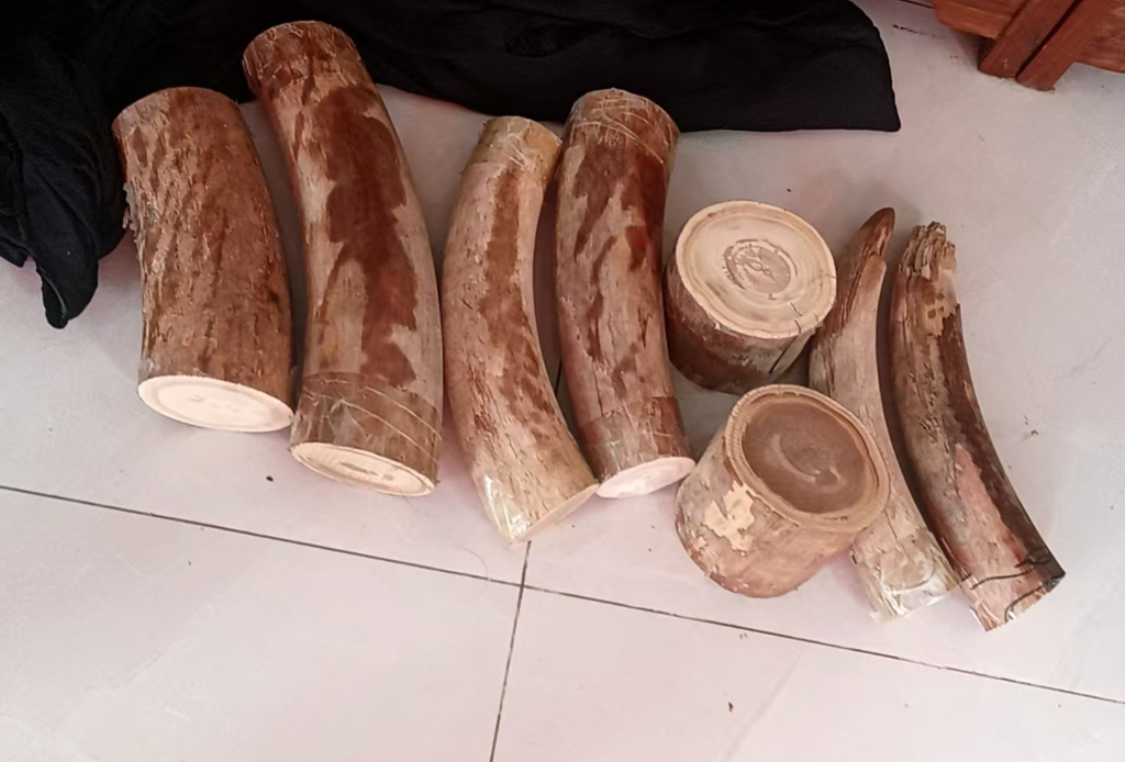 市面上猛犸象牙是真的吗?看完这几点,基本不容易被坑