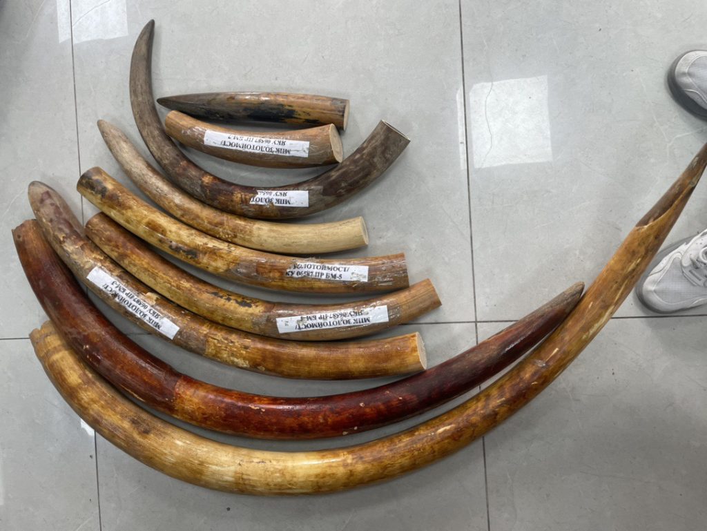 猛犸象牙原材料是什么？来源、特点与市场价值解析