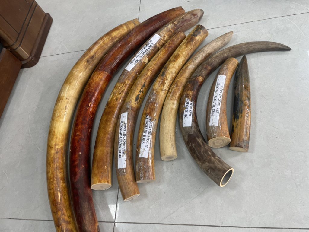 猛犸象牙原材料是什么？来源、特点与市场价值解析