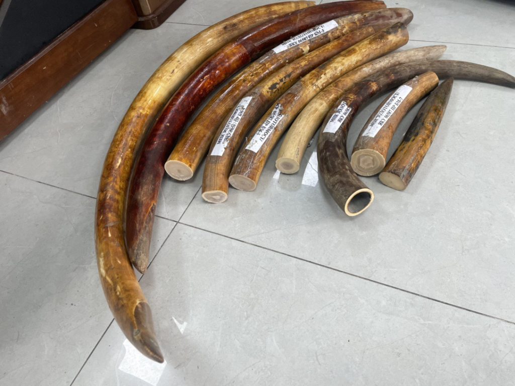 猛犸象牙原材料是什么？来源、特点与市场价值解析