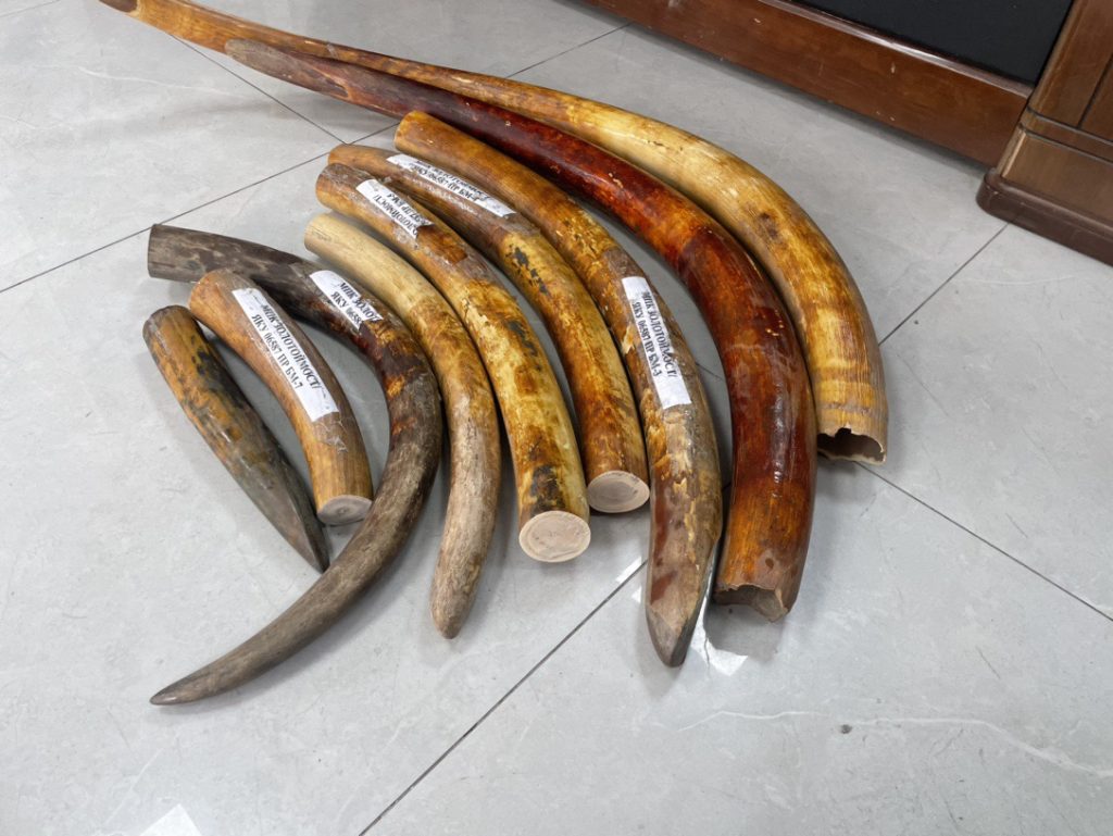 猛犸象牙原材料是什么？来源、特点与市场价值解析