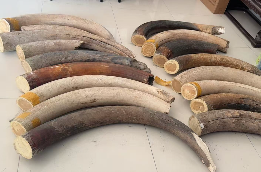 猛犸象牙吊坠可以贴身佩戴吗？真实解析+佩戴建议