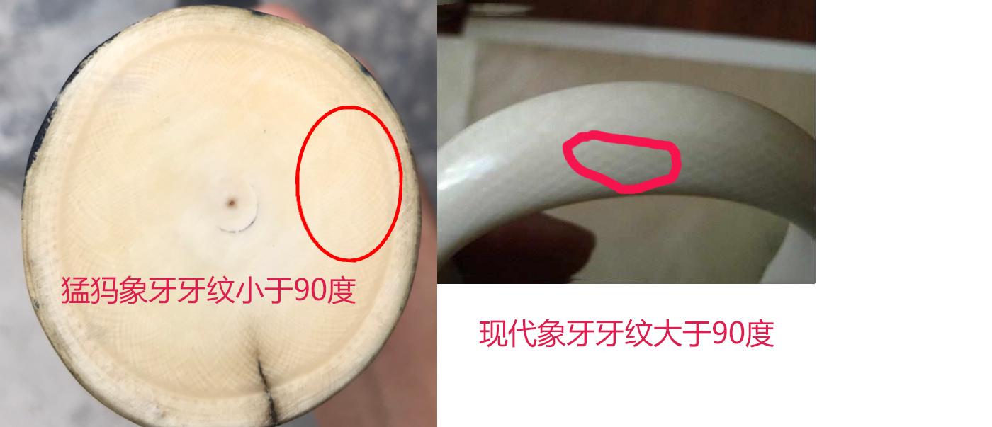 象牙和猛犸象牙区别，收藏新手必读