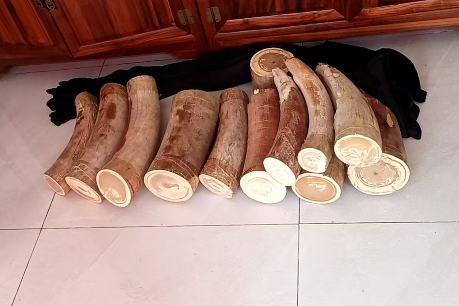 猛犸象牙是什么材料？为什么越来越多人喜欢它？