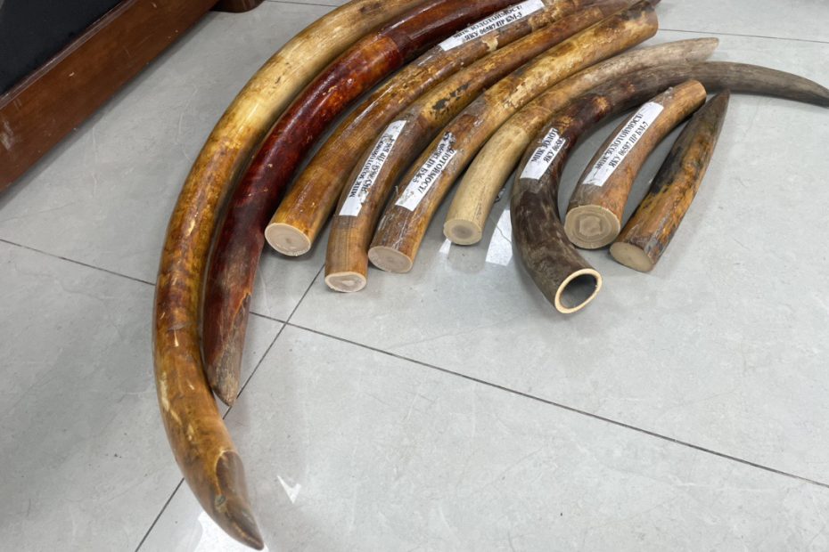 猛犸象牙原材料是什么？来源、特点与市场价值解析