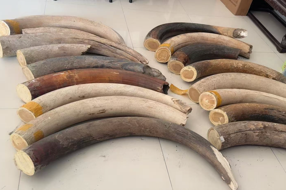 猛犸象牙吊坠可以贴身佩戴吗？真实解析+佩戴建议